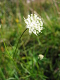 Vignette pour Astrantia minor