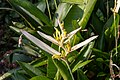 * Nomination: Heliconia psittacorum 'Pearl' at Singapore Botanic Gardens --Mike Peel 17:41, 2 September 2023 (UTC) * Review  Support Good quality. --Laquearius 10:04, 3 September 2023 (UTC)  Info reverted to "Nomination". User:Laquearius is not allowed to vote (insufficient edits, registered yesterday). Sorry. --Robert Flogaus-Faust 10:08, 3 September 2023 (UTC)