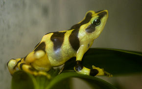 Atelopus varius.jpg resminin açıklaması.