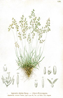 Alpine ostrich grass (Agrostis alpina), illustration