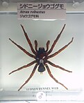 Atrax robustus - National Museum of Nature and Science, Tokyo - DSC07143.JPG