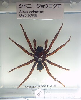 Atrax robustus