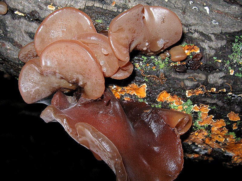 File:Auricularia sp. 46189.jpg