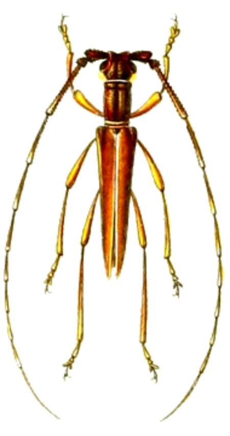 Auxesis_gabonicus