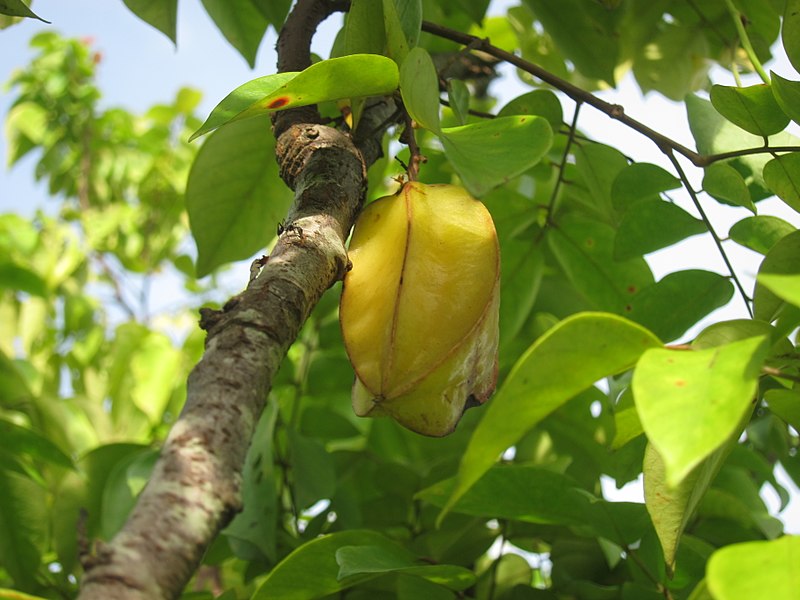 File:Averrhoa Carambola - ചതുരപ്പുളി 03.jpg