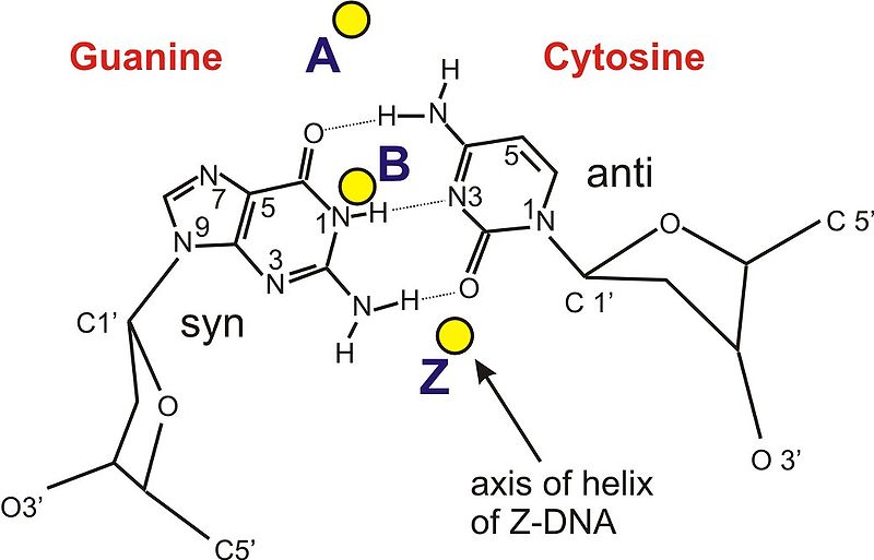 File:B&Z&A DNA formula.jpg