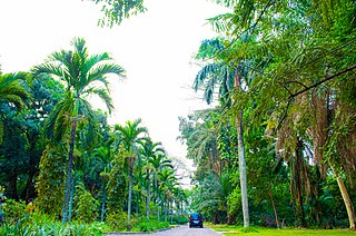 <span class="mw-page-title-main">Kinshasa Botanical Garden</span>