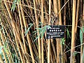 Bambusa multiplex - Kunming Botanical Garden - DSC03065.JPG