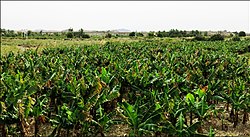 باغ موز روستای کهیربرز بالا