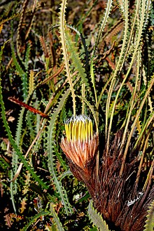 Fleur de Banksia mimica.jpg