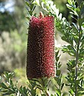 Thumbnail for Banksia praemorsa