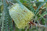 Banksia speciosa inflorescence