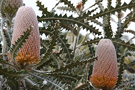 Banksia victoriae - Woolly Orange Banksia-6.JPG