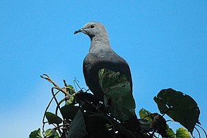 Peales fruit pigeon