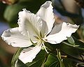 Bauhinia variegata var. candida