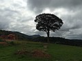 Baum - panoramio (19).jpg