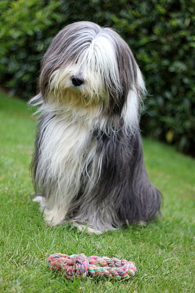 File:Bearded collie and a rope.jpg