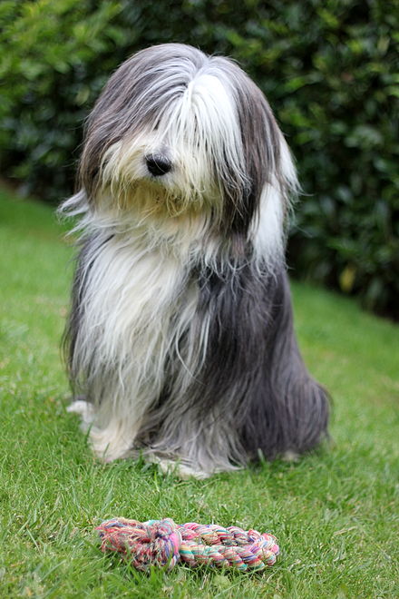 440px Bearded collie and a rope
