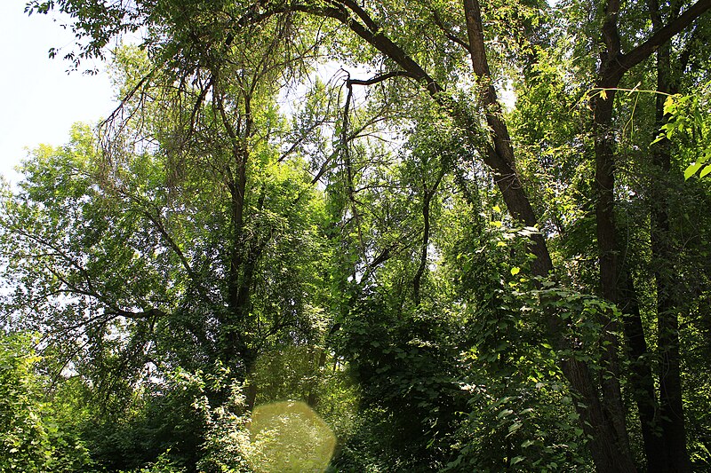 File:Beautiful Day In summer Tashkent Botanical Garden.jpg