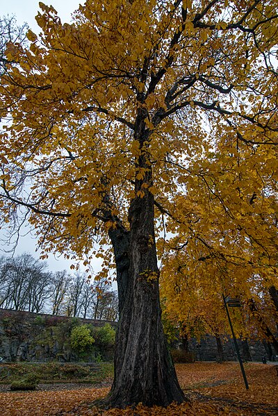 File:Beautiful tree at Akershus Fortress (Akershus Festning) (29252416734).jpg