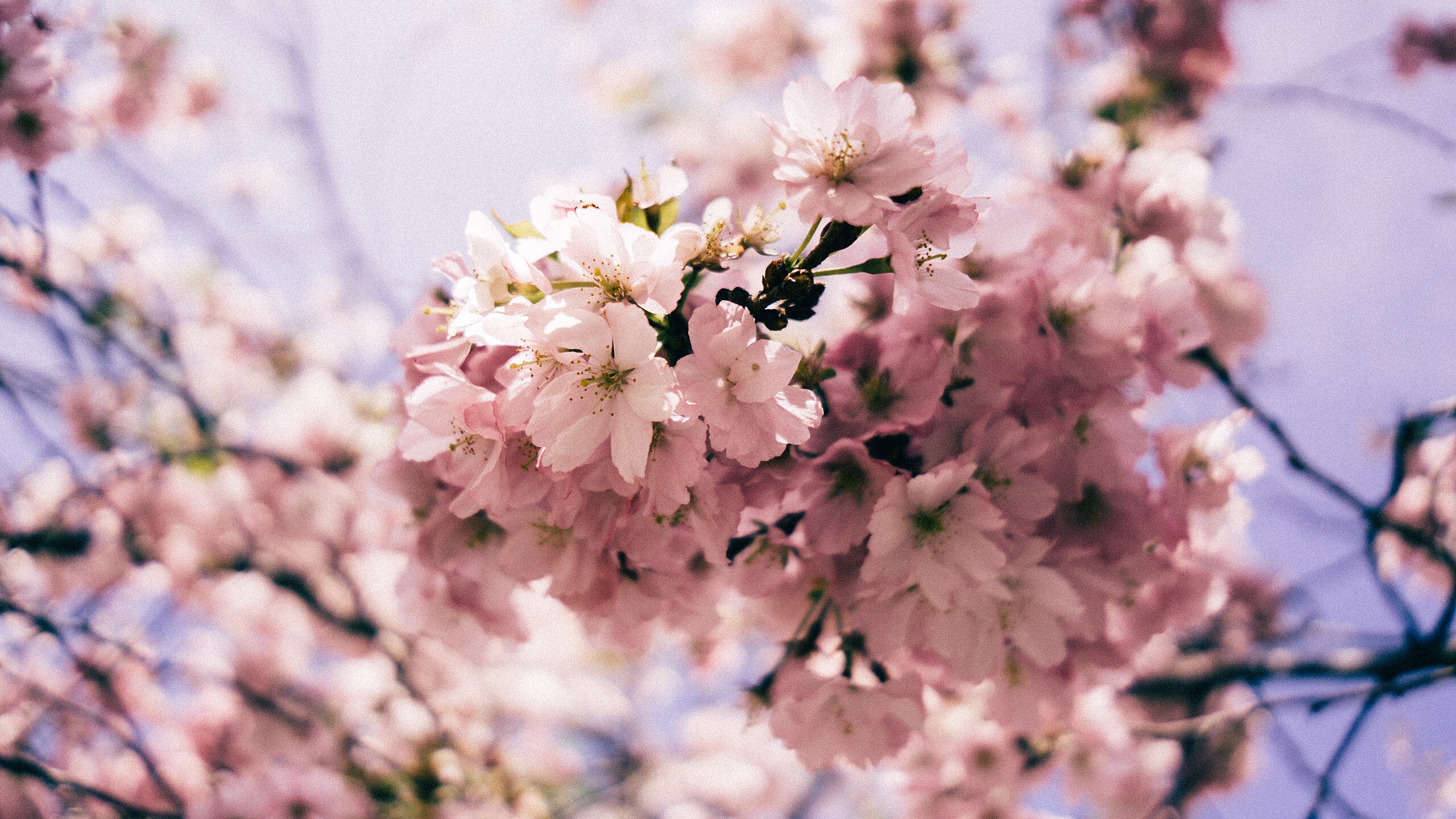 Bạn đã sẵn sàng để chào đón mùa xuân mới đầy năng lượng và sự hứng khởi chưa? Những hình ảnh đầy màu sắc và đẹp mắt sẽ mang đến cho bạn một trải nghiệm mới mẻ, sáng tạo và đầy cảm hứng.