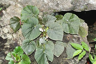 <i>Begonia elnidoensis</i> Species of flowering plant