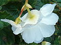 Weiße Hybride: Zeigt die Rückseite von Blüten: Links ist eine weibliche Blüte mit unterständigen Fruchtknoten und rechts ist eine männliche Blüte zu sehen.