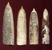 Fósiles de Belemnites