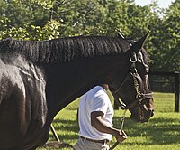 Why Do Horses Have Manes?