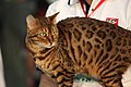 Bengal Cat - Fifé Worldshow 2009.jpg