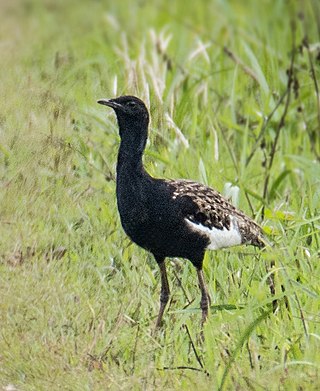 <span class="mw-page-title-main">Bengal florican</span> Species of bird