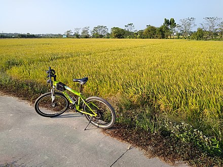 A rented bicycle beside a rice field in Kaiping