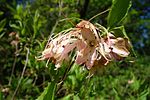 Biltia vaseyi (Rododendron vaseyi) - Arnold Arboretum - DSC06676. 
 JPG