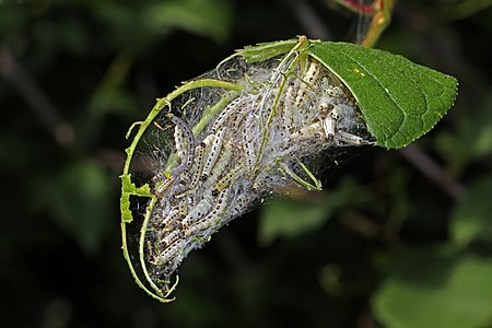 Yponomeuta evonymella (Bird-cherry ermine moth) caterpillar nest