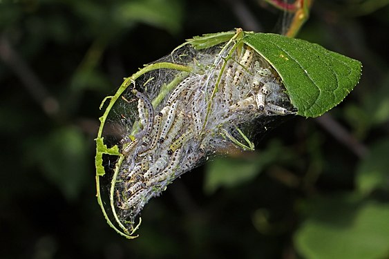 Yponomeuta evonymella (Bird-cherry ermine moth) a nest of caterpillars in Lahemaa National Park, Estonia