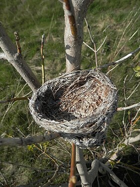 Bird Nest