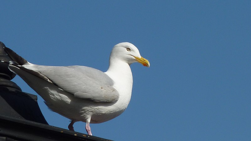 File:Bird in Dublin (4511710751).jpg