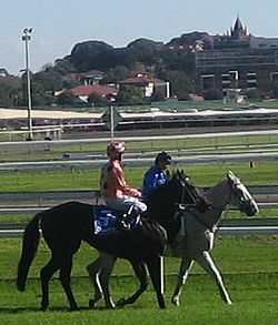 Black Caviar T J Smith Stakes nyomában