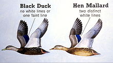 American Black Duck Wikipedia