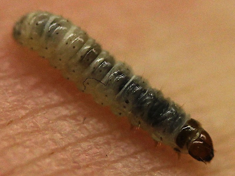 File:Blastobasis glandulella-caterpillar.jpg