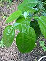 Le foglie di molti agrumi (qui di pompelmo) hanno il picciolo "alato"