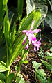 Bletilla striata