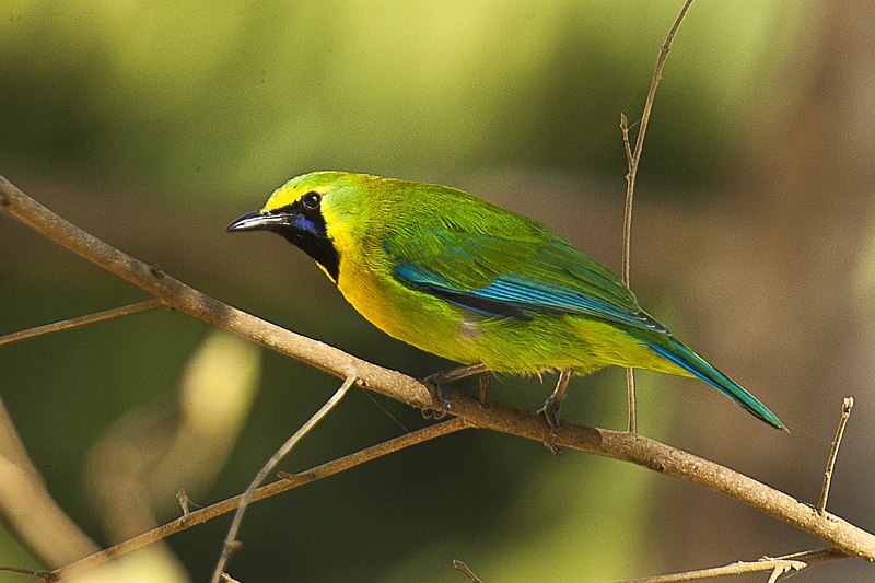 File:Blue-winged Leafbird - Thailand H8O5844 (16432256783).jpg