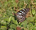 Tirumala limniace Colcatae, Bengalia Occidentalis, India.