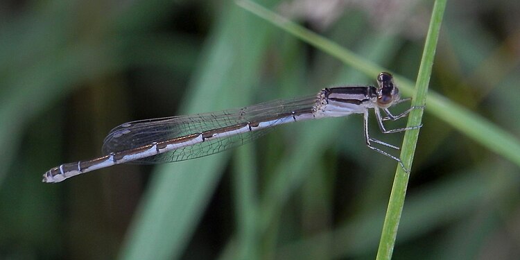 Pond Damselfly (Coenagrionidae)