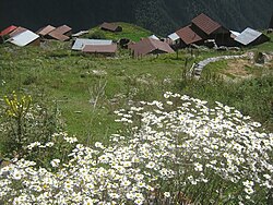 View of white flowers overlooking Bochorna village