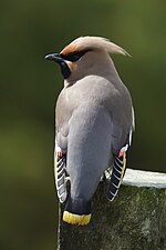 Thumbnail for File:Bohemian Waxwing (Garrulus glandarius), Baltasound - geograph.org.uk - 6161377.jpg