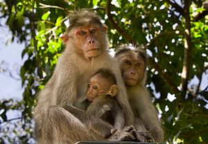Bonnet Macaque - From Kerala.jpg