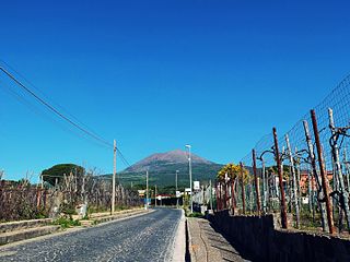 Boscoreale - vigneti Lacryma Christi del Vesuvio.jpg