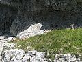 Capra Ibex Alpes